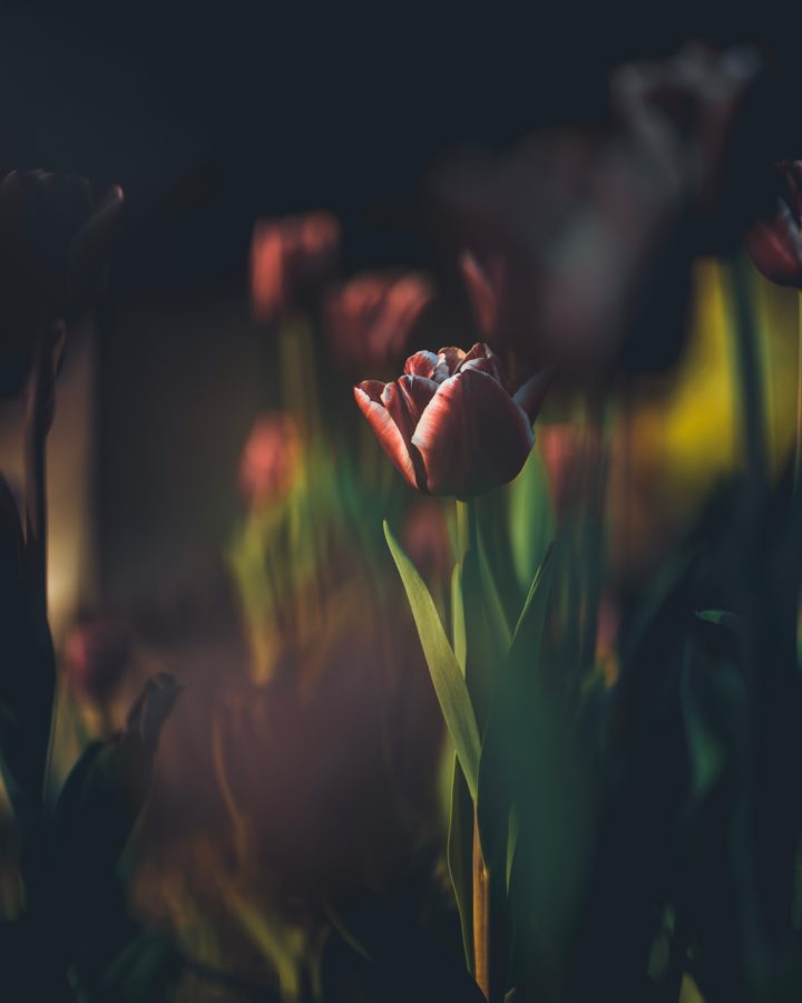 Machine learning unlocks plants' secrets Image of Tulips