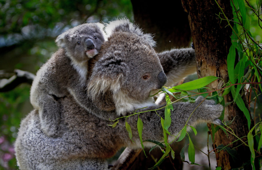 5 Ways Veganism Can Help Save the Planet ways veganism can save the planet